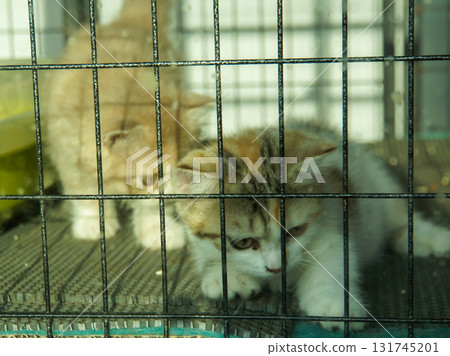 Two adorable kittens peeking through a cage, a poignant glimpse of their vulnerability Two adorable kittens peeking through a cage, a poignant glimpse of their vulnerability 131745201