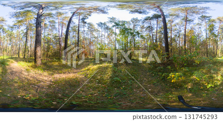 360 panorama of an autumn forest with fallen leaves at sunset. HDRI seamless spherical 360-degree panorama of forest 360 panorama of an autumn forest with fallen leaves at sunset. HDRI seamless spherical 360-degree panorama of forest 131745293
