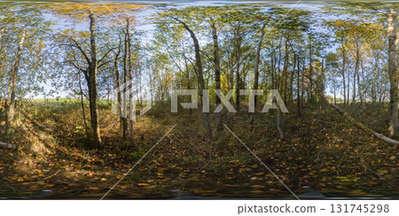 360 degree panorama of a young forest with yellow fallen leaves among young birch trees. HDRI seamless spherical 360-degree panorama of young forest 131745298