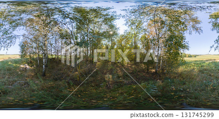 HDRI seamless spherical 360-degree panorama of young forest. 360 degree panorama of a young forest with yellow fallen leaves among young birch trees HDRI seamless spherical 360-degree panorama of young forest. 360 degree panorama of a young forest with yellow fallen leaves among young birch trees 131745299