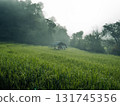 Green rice plants and rice ears in the field in the morning 131745356