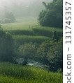 Green rice plants and rice ears in the field in the morning 131745357