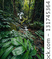 Leaves near a stream in nature 131745364