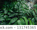 Leaves near a stream in nature 131745365