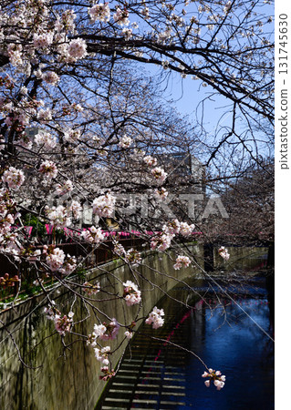 Meguro River Sakura Festival 131745630