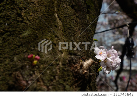 目黑河櫻花節 目黑河櫻花節 131745642