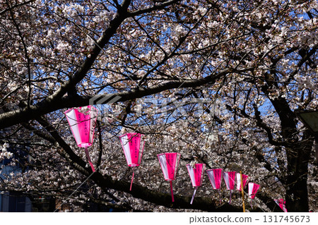 Meguro River Sakura Festival Meguro River Sakura Festival 131745673