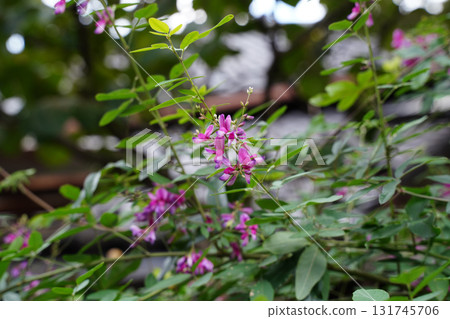 京都神社境內盛開的萩花 131745706