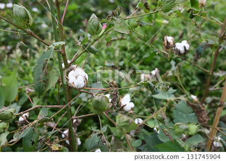 棉花樹 131745904