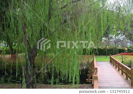 柳樹和木橋 131745912