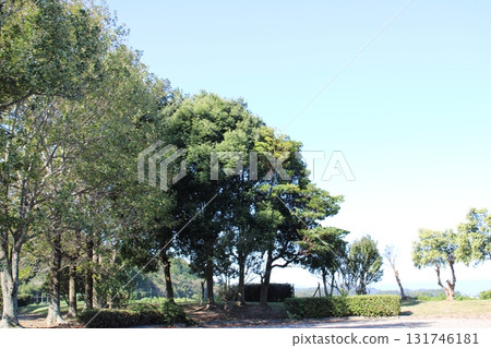 公園樹 131746181