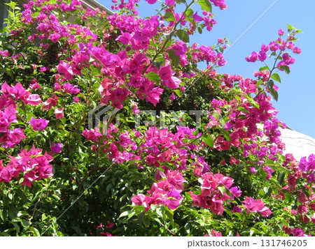 Pink bougainvillea flowers at the entrance to the Flower Museum greenhouse 131746205