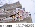 Cherry blossoms at Chiba City Museum of History (Chiba Castle) 131746255