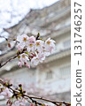 Cherry blossoms at Chiba City Museum of History (Chiba Castle) 131746257