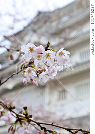 Cherry blossoms at Chiba City Museum of History (Chiba Castle) 131746257