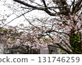 Cherry blossoms at Chiba City Museum of History (Chiba Castle) 131746259