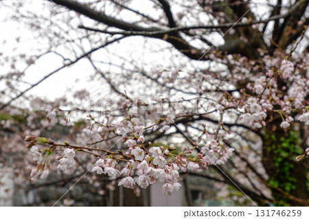 Cherry blossoms at Chiba City Museum of History (Chiba Castle) 131746259