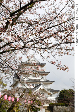 Cherry blossoms at Chiba City Museum of History (Chiba Castle) 131746261