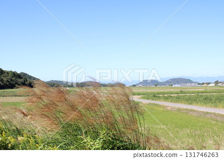 Autumn countryside and silver grass 131746263