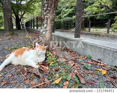 京都哲學之路的貓 131746451