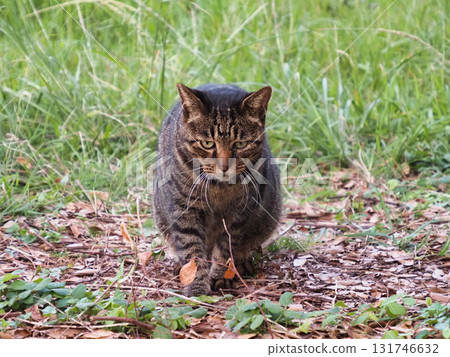 Cat looking back Cat looking back 131746632