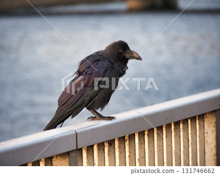 A crow resting its wings 131746662