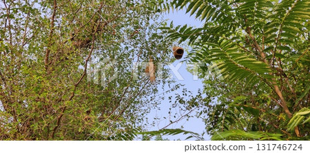 View looking up at weaver bird nests hanging in trees against a blue sky background 131746724