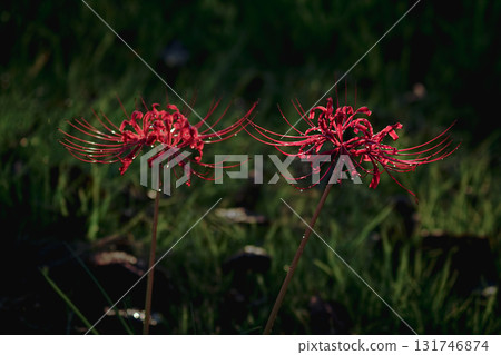 <Goto scenery> Red spider lilies blooming in the autumn grassland <Goto scenery> Red spider lilies blooming in the autumn grassland 131746874