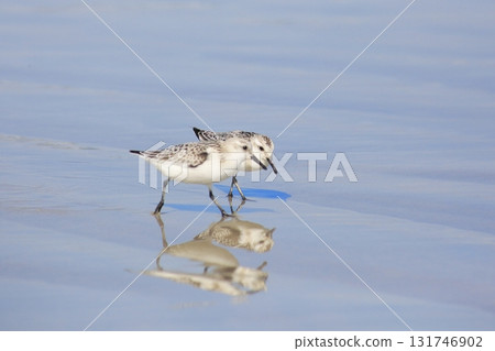兩隻三趾濱鷸一起散步 兩隻三趾濱鷸一起散步 131746902