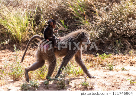 Baboons in Samburu national reserve Baboons in Samburu national reserve 131746904