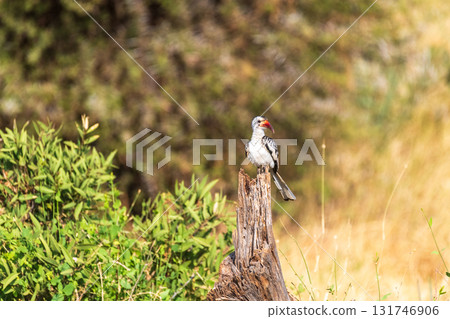 Red-billed hornbil in Samburu national park 131746906