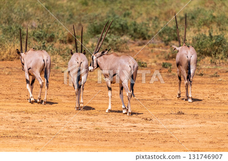 Oryx in Samburu National Reserve Oryx in Samburu National Reserve 131746907