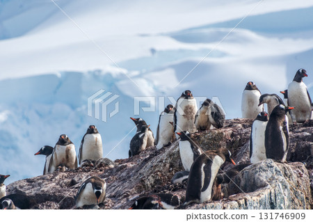 Gentoo Penguin Colony at Sierra Cove Gentoo Penguin Colony at Sierra Cove 131746909