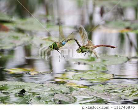 一對銀色蜻蜓在水面上飛翔 131746970