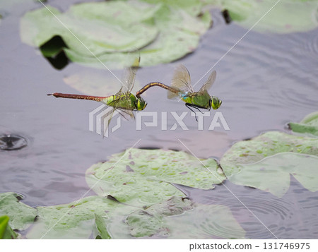 A pair of silver dragonflies flying over the water A pair of silver dragonflies flying over the water 131746975