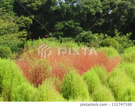 開始著色的Kokia 131747198