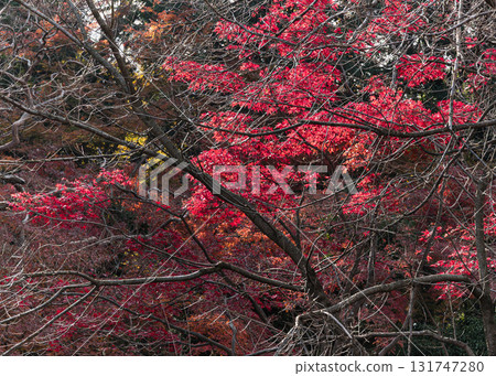 Deep red maple leaves Deep red maple leaves 131747280