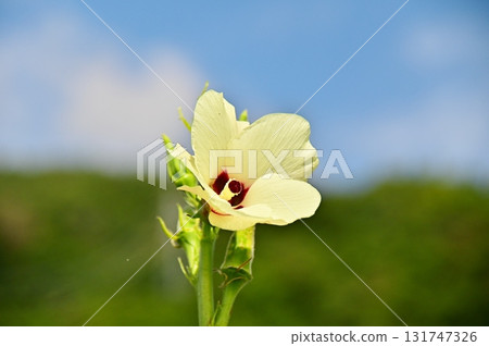 Pale yellow okra flowers Pale yellow okra flowers 131747326