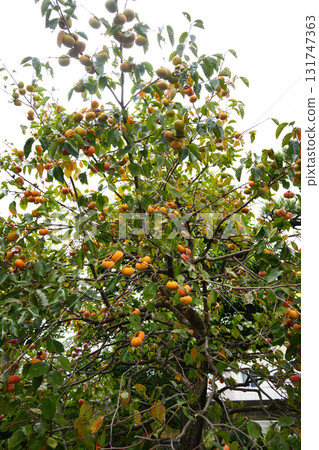 柿樹 131747363