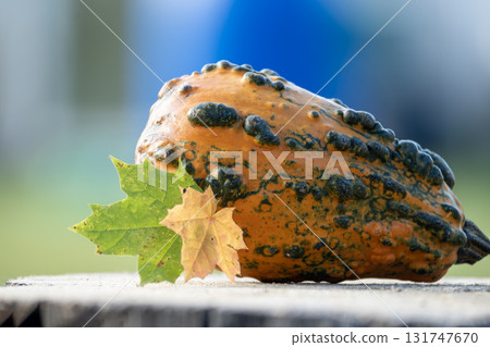 Decorative gourd with textured skin and autumn leaves, set on a wooden surface. Decorative gourd with textured skin and autumn leaves, set on a wooden surface. 131747670