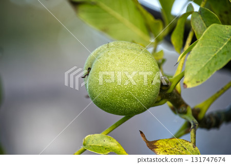 A close-up of a green walnut fruit growing on a tree branch with leaves in the sunlight. A close-up of a green walnut fruit growing on a tree branch with leaves in the sunlight. 131747674