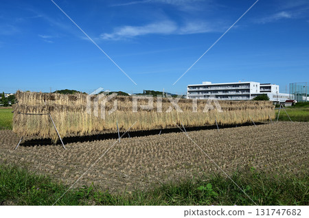 Harvested rice and blue sky 131747682