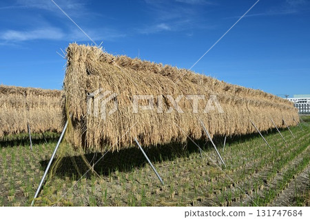 收割後的米與藍天 收割後的米與藍天 131747684