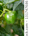 green pepper  131747686