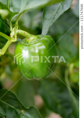 green pepper  131747686