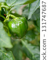 green pepper  131747687