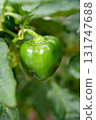 green pepper  131747688