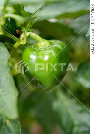 green pepper  131747688