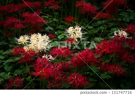 The striking white of the forest spider lilies 131747716