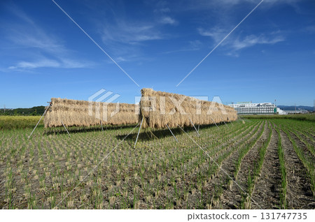 Harvested rice and blue sky 131747735